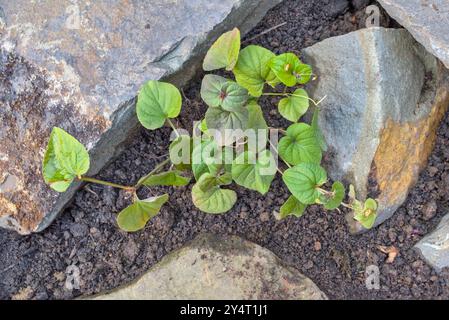 Nahaufnahme von oben einer jungen Viola labradorica-syn. Riviniana-purpurea, oder Labrador Viola in einem Felsbrocken mit Erde Stockfoto