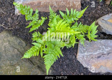 Nahaufnahme von Dryopteris erythrosora Farn in einem Steinhaus Stockfoto