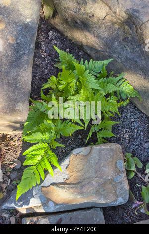 Nahaufnahme von Dryopteris erythrosora Farn in einem Steinhaus Stockfoto