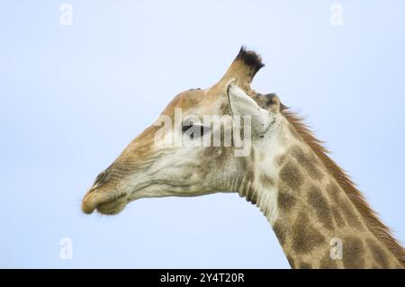 Männliche Giraffe mit Kampfnarben am Hals im Buschveld von Kruger Park, Südafrika, Afrika Stockfoto