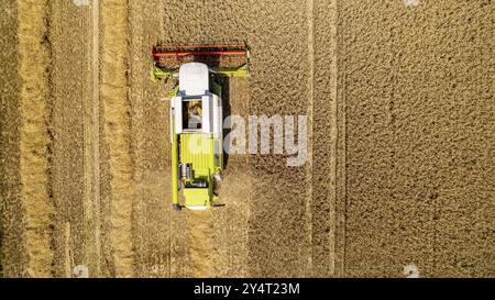 Getreideernte auf einem Feld bei Recklinghausen Stockfoto