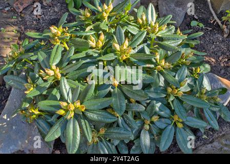 Nahaufnahme eines Pittosporum Tobira, japanischer Mock Orange immergrüner Sträucher in einem Felsbrocken Stockfoto