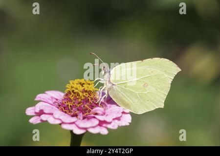 Zitronenfalter (Gonepteryx rhamni), Schmetterling, Makro, Zinnia, Farbe, der Zitronenschalter saugt Nektar aus der Blume einer Zinnia Stockfoto