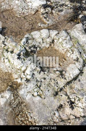 Dinosaurierspuren am Strand von Penarth in Südwales Stockfoto