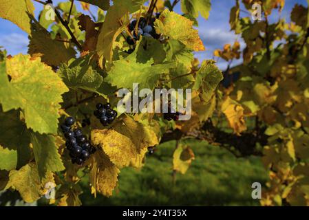 Weinberg im Herbst auf Südinsel, Neuseeland, Ozeanien Stockfoto