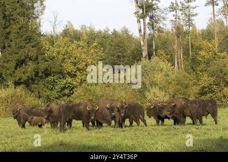 Bison, Bison, Gruppe, (Bison bosanus), Familie, mehrere Stockfoto