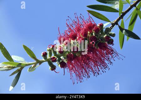 Bottlebrush, Callistemon, Australien, Ozeanien Stockfoto