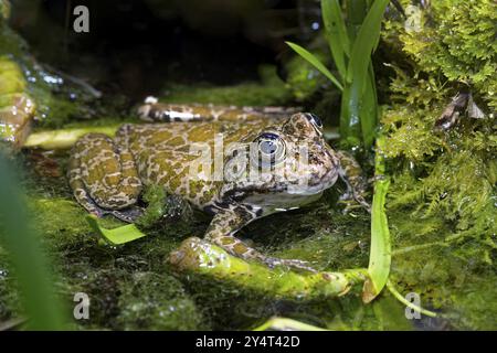 Seefrösch (Pelophylax ridibundus), Ordnung der Frösche in der Familie der echten Frösche, die in und in der Nähe von Gewässern vorkommen Stockfoto