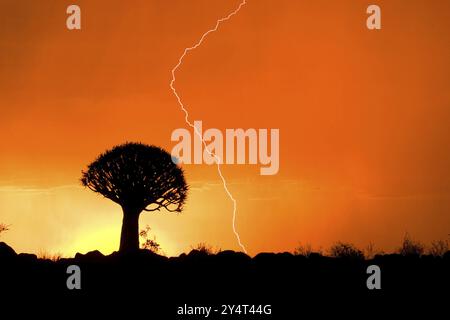 Sonnenuntergang mit Blitz im Köcherwald, Namibia, Afrika, Afrika Stockfoto