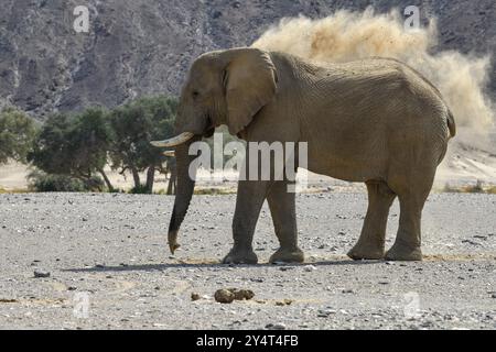 Wüstenelefant (Loxodonta africana), der ein Sandbad im trockenen Fluss Hoanib, Kaokoveld, Kunene Region, Namibia, Afrika nimmt Stockfoto