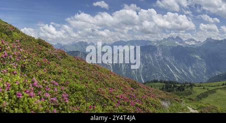 Alpenrosenblüte, Panorama vom Fellhorn bis zu den Hoefats, 2259 m, und über den Schlappoldsee und Bergstation der Fellhornbahn bis zum Cent Stockfoto