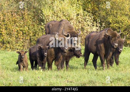 Bison, Bison, Gruppe, (Bison bosanus), Familie, mehrere Stockfoto