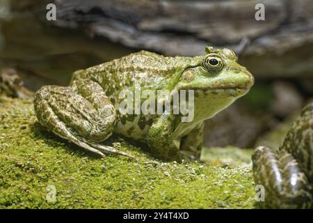 Seefrösch (Pelophylax ridibundus), Ordnung der Frösche in der Familie der echten Frösche, die in und in der Nähe von Gewässern vorkommen Stockfoto