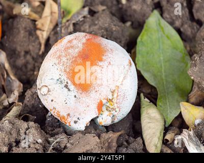 Schimmelige Früchte auf dem Boden mit Boden und Blättern Stockfoto
