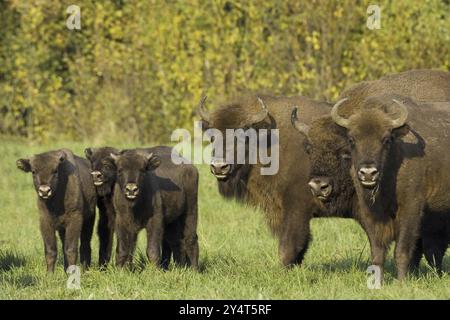 Bison, Bison, Gruppe, (Bison bosanus), Familie, mehrere Stockfoto