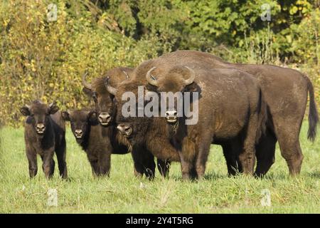 Bison, Bison, Gruppe, (Bison bosanus), Familie, mehrere Stockfoto