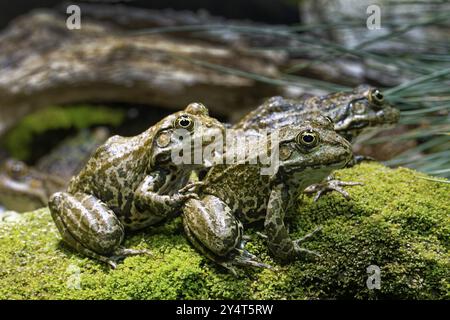 Seefrösch (Pelophylax ridibundus), Ordnung der Frösche in der Familie der echten Frösche, die in und in der Nähe von Gewässern vorkommen Stockfoto