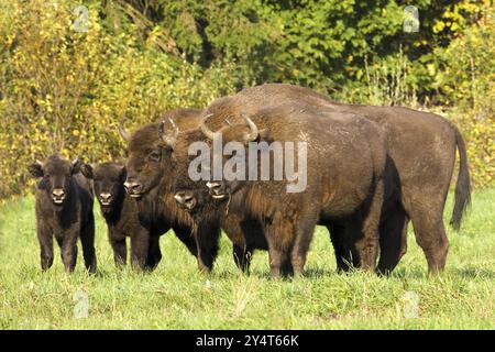 Bison, Bison, Gruppe, (Bison bosanus), Familie, mehrere Stockfoto