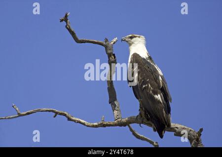 Kleiner Fleckenadler (Haliaetus vocifer), kleiner Fleckenadler unreife Jungtiere ruhend, Caprivi, Namibia, Afrika, Afrika Stockfoto