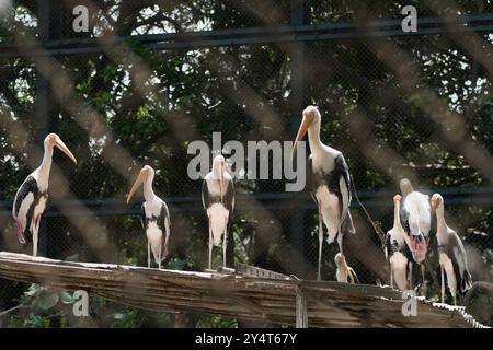 Byculla, Maharashtra/Indien - 3. Mai 2009 : der Blick auf die gemalten Storchvögel im Zoo von Byculla. Stockfoto