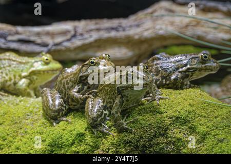 Seefrösch (Pelophylax ridibundus), Ordnung der Frösche in der Familie der echten Frösche, die in und in der Nähe von Gewässern vorkommen Stockfoto