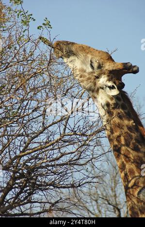 Giraffe im Buschland Südafrikas, mit ihrer ultralangen Zunge nach den höchsten grünen Blättern zu greifen Stockfoto