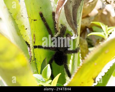 Amazonas rosa Zehenspinne, peruanische Pinktoe Tarantel, Avicularia juruensis, Yasuní Nationalpark, Ecuador, Südamerika Stockfoto
