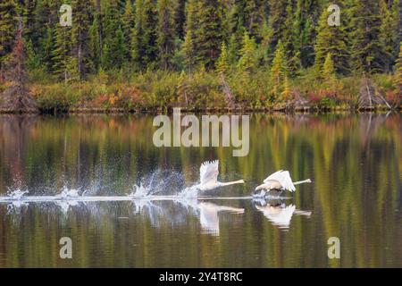 Trompeterschwäne starten vom See in der Wrangell-St. Elias-Nationalpark in Alaska. Stockfoto