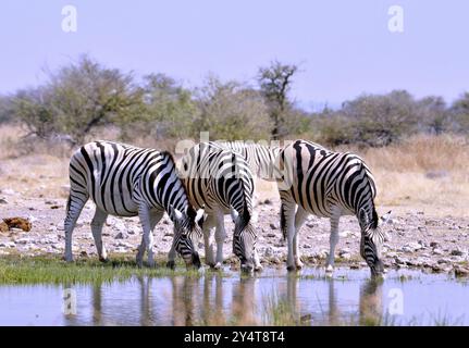 Ein Burchells Zebra (Equus quagga burchelli) im Etosha-Nationalpark, Namibia, Afrika Stockfoto