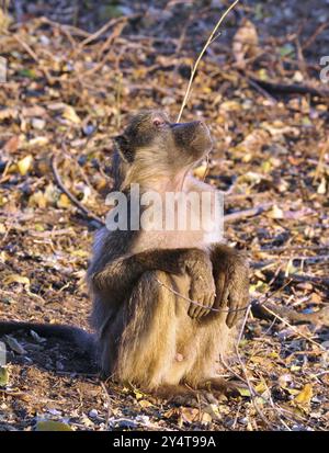 Ein junger männlicher Chacma-Pavian genießt die Morgensonne im Kruger-Nationalpark, Südafrika, Afrika Stockfoto