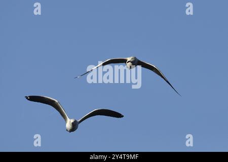 Eine Möwe Vögel fotografiert in Südafrika Stockfoto