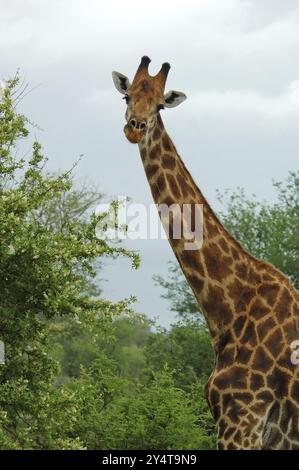 Männliche Giraffe mit Kampfnarben am Hals im Buschveld von Kruger Park, Südafrika, Afrika Stockfoto