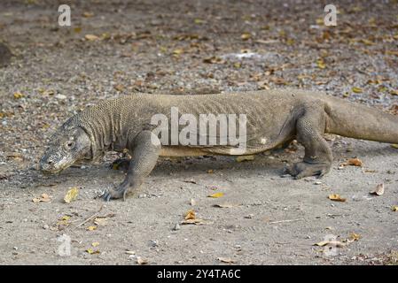 Wilder Komodo-Drache, die größte Echsenart, im Komodo-Nationalpark in Indonesien, Asien Stockfoto