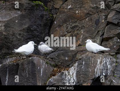 Eine neu entdeckte Elfenbeinmöwe (Pagophila eburnea) Zuchtkolonie auf Alexander Island im Franz-Josef-Land, Russland. Stockfoto