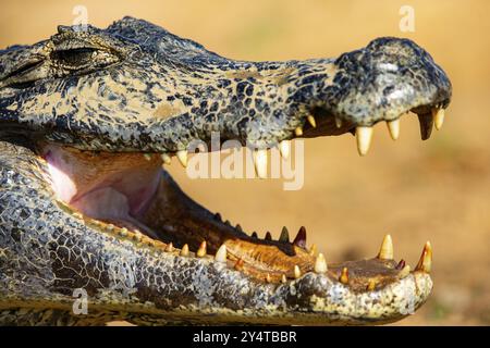 Brillenkaiman (Caiman crocodilius) Panatanal Brasilien Stockfoto