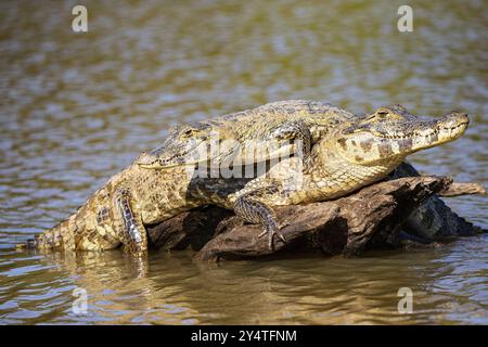 Brillenkaiman (Caiman crocodilius) Panatanal Brasilien Stockfoto