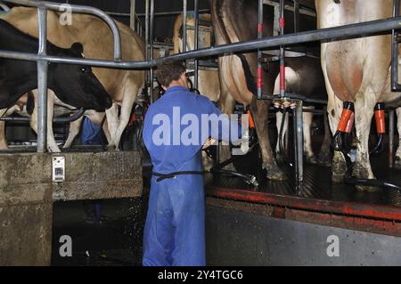 Ein Mann, der eine Milchkuh in der Melkstube einer Drehmilcherei in Westküste, Neuseeland, Ozeanien begibt Stockfoto