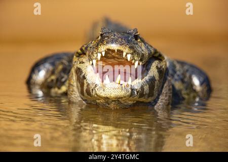 Brillenkaiman (Caiman crocodilius) Panatanal Brasilien Stockfoto