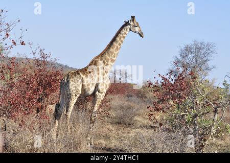 Männliche Giraffe mit Kampfnarben am Hals im Buschveld von Kruger Park, Südafrika, Afrika Stockfoto