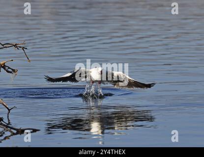 Ein Seemöbel, der vom Wasser abhebt, fotografiert in Südafrika Stockfoto