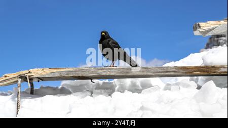 Schwarzer Rabe sitzt auf einer Holzplanke im Schnee Stockfoto