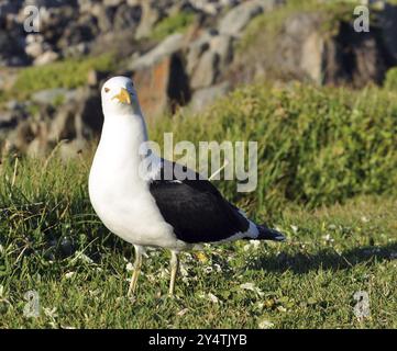 Ein Möwenvogel, fotografiert in Südafrika Stockfoto