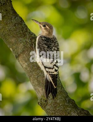 Ein junger Rotspecht stöbert an einem Sommermorgen in einem großen Ahornbaum. Der bekannte rot gefärbte Kopf ist noch ein braunes Braun. Die Hinterhand Stockfoto