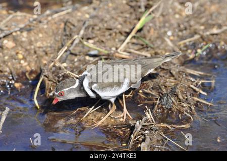 Dreibändiger Plover (Charadrius tricollaris) in einem See im südlichen Afrika Stockfoto