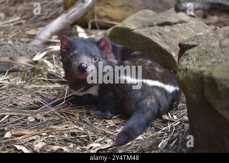 Tasmanischer Teufel im Naturschutzpark Tasmanien, Australien, Ozeanien Stockfoto