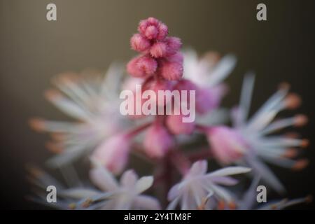 Nahaufnahme der winzigen Blume „Tiarella Spring Symphony“ Stockfoto