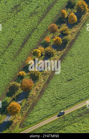 Allee der Bäume entlang einer Landstraße im Herbst Stockfoto