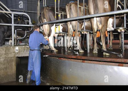 Ein Mann, der eine Milchkuh in der Melkstube einer Drehmilcherei in Westküste, Neuseeland, Ozeanien begibt Stockfoto