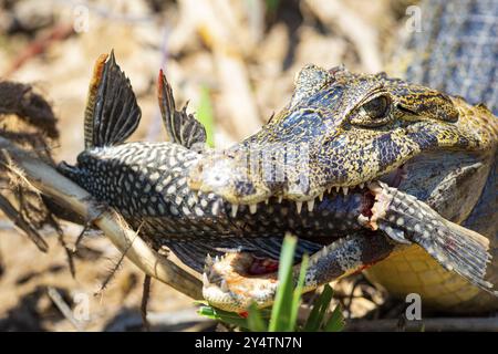 Brillenkaiman (Caiman crocodilius) Panatanal Brasilien Stockfoto