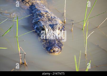 Brillenkaiman (Caiman crocodilius) Panatanal Brasilien Stockfoto